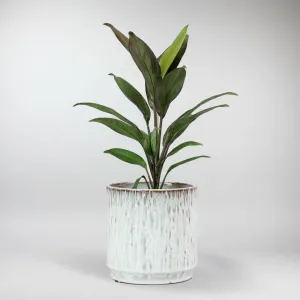 Cordyline 'Rumba' | Cordyline Fruticosa 'Rumba'