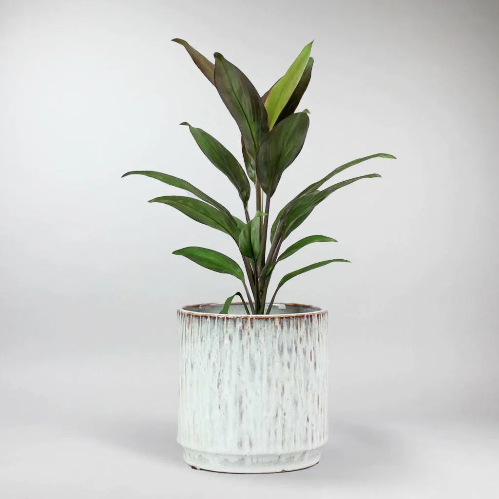 Cordyline 'Rumba' | Cordyline Fruticosa 'Rumba'