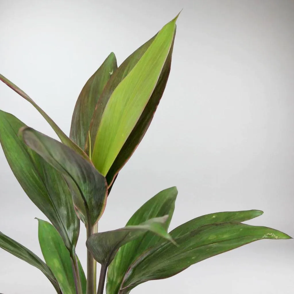 Cordyline 'Rumba' | Cordyline Fruticosa 'Rumba'